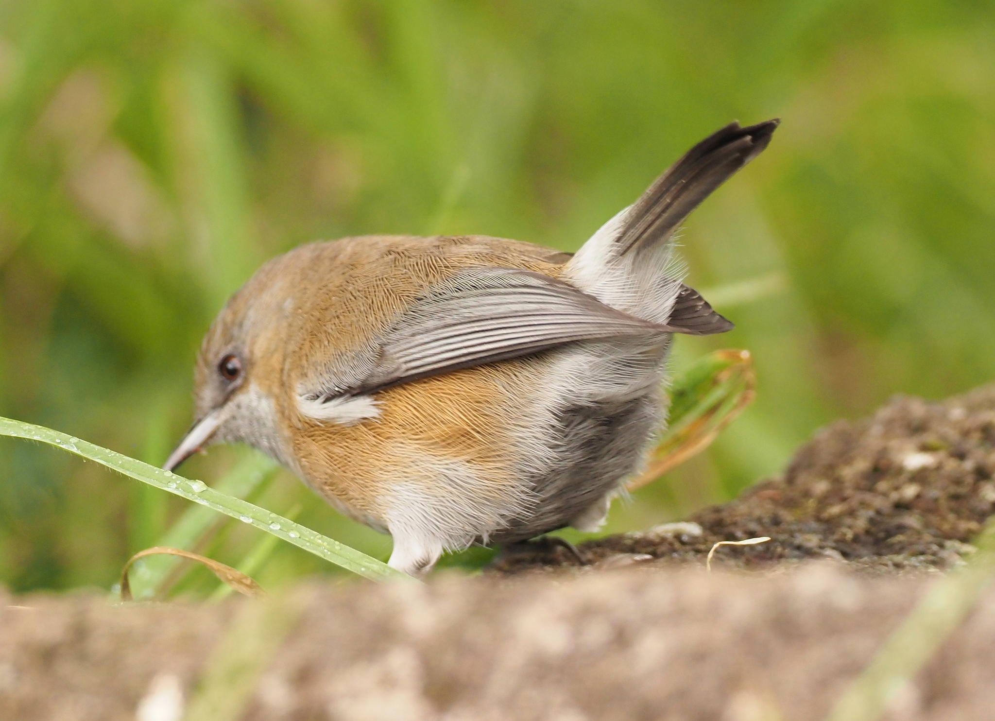 Reunion Grey White-eye (Zosterops borbonicus), photo 5