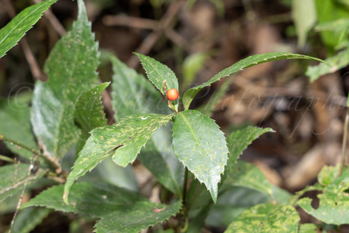 Glabrous Sarcandra Herb