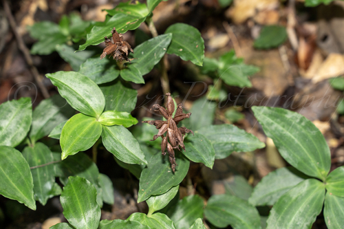 Leafy Rattlesnake Plantain