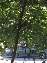 Garrulus glandarius