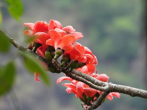 Image of Bombax ceiba by no rights reserved