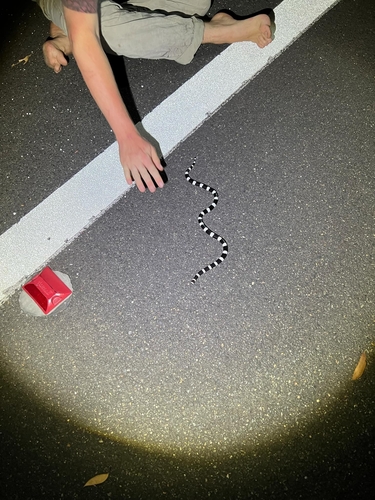 Eastern Bandy Bandy sighting