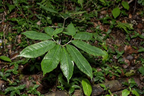 Arisaema silvestrii
