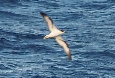 Barau's Petrel (Pterodroma baraui), photo 5