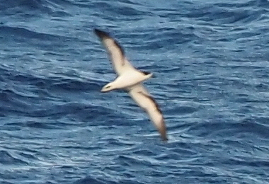 Barau's Petrel (Pterodroma baraui), photo 9