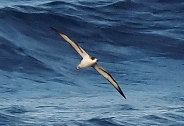 Barau's Petrel (Pterodroma baraui), photo 10