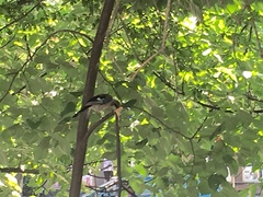 Garrulus glandarius