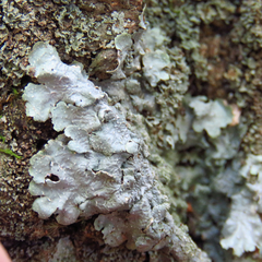 Punctelia caseana