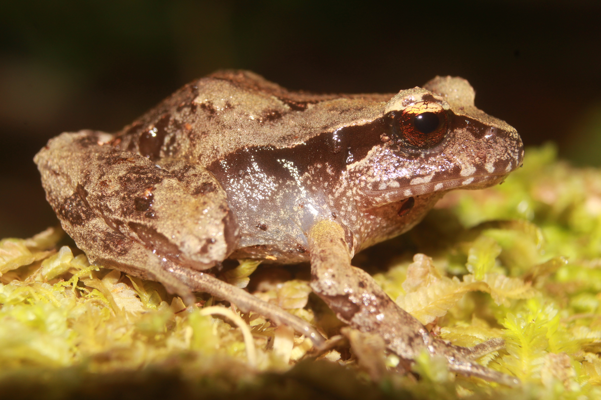 Eupsophus calcaratus (Günther, 1881)