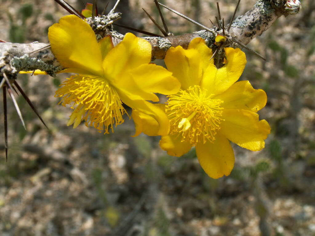 Leuenbergeria guamacho (Leuenbergeria guamacho)