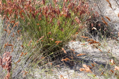 Stipple Thatchreed (Thamnochortus punctatus)