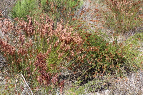 Image of Thamnochortus punctatus by no rights reserved