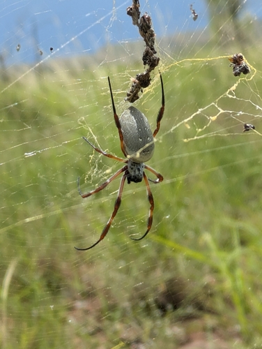 Australian Golden Orbweaver