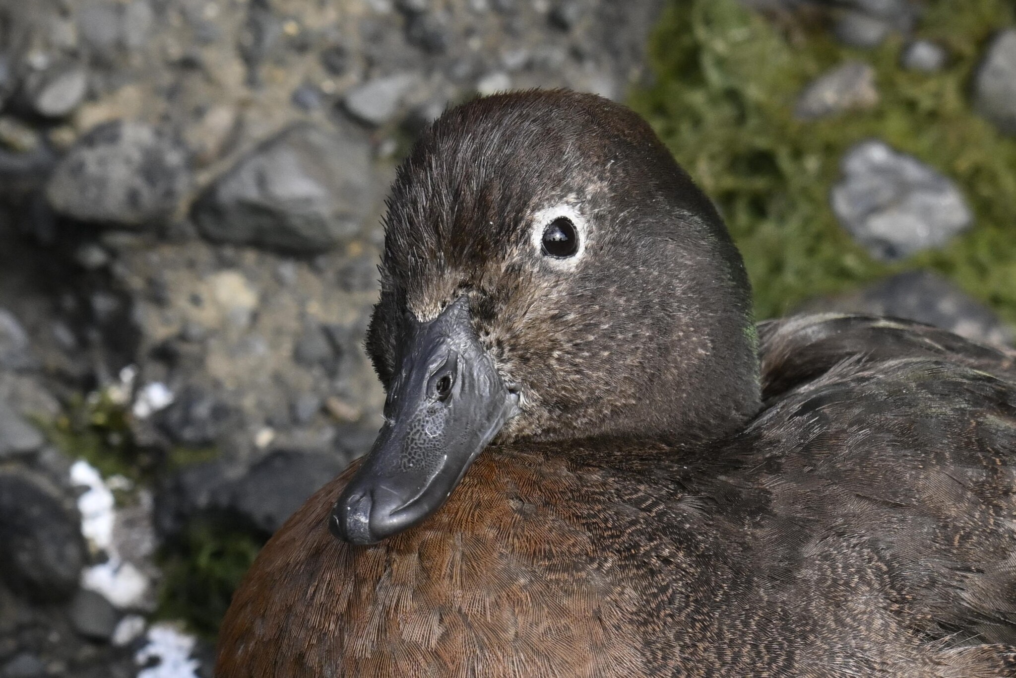 Auckland Teal (Anas aucklandica), photo 5