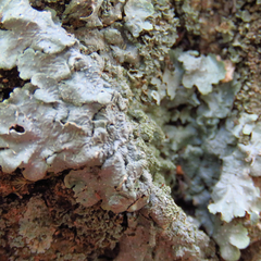 Punctelia caseana