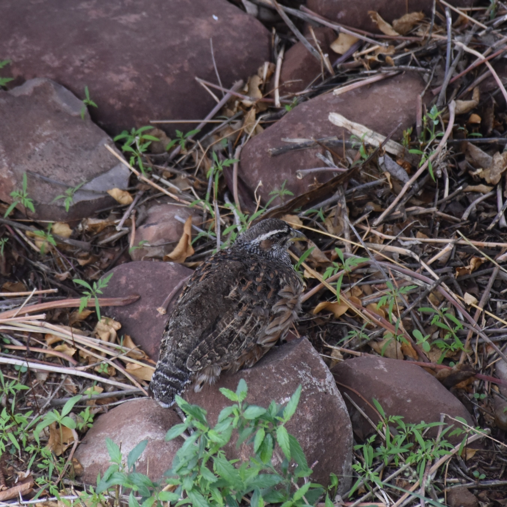 Hartlaub's Spurfowl (Pternistis hartlaubi)