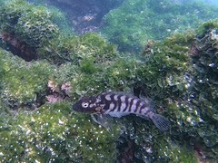 Gobioclinus dendriticus