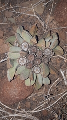 Pleiospilos compactus