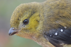 Pardalotus quadragintus