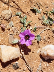 Erodium guttatum, photograph purperlibel, CC BY-SA, iNaturalist via GBIF