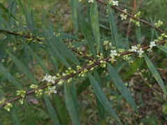 Pimelea axiflora