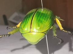 Chrysina psittacina