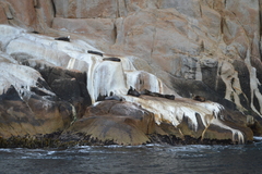 Arctocephalus pusillus