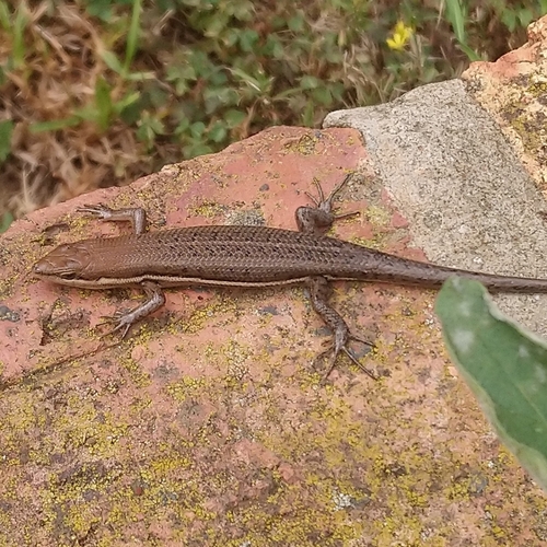 Angolan Variable Skink