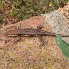 Angolan Variable Skink