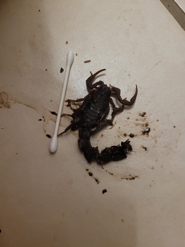 Transvaal Thicktail Scorpion