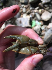 Cambarus carinirostris