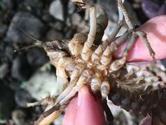 Cambarus carinirostris