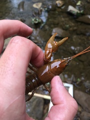 Cambarus carinirostris