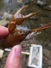 Cambarus carinirostris