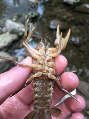 Cambarus carinirostris