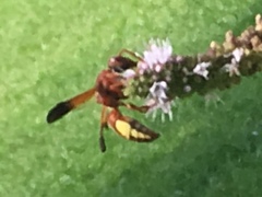 Rhynchium oculatum