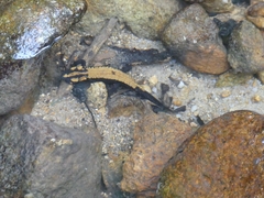 Laos Warty Newt photo 2