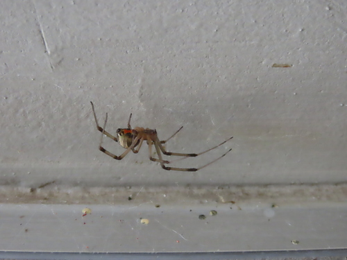 Brown Widow