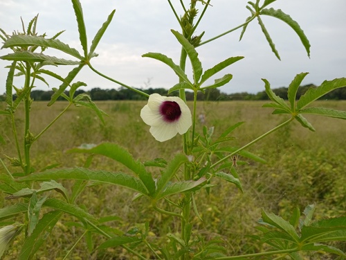 Hibiscus cannabinus iNat (1)