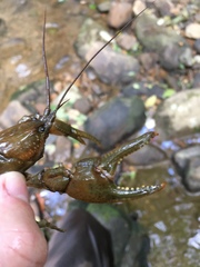 Cambarus carinirostris