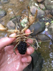 Cambarus carinirostris