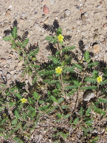 puncture vine
