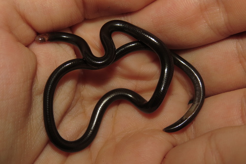 Ternetz's Blind Snake