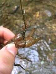 Cambarus carinirostris