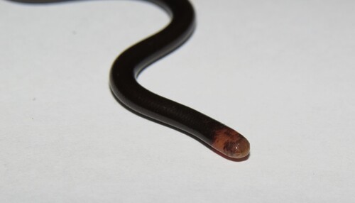 Ternetz's Blind Snake