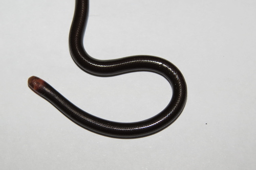 Ternetz's Blind Snake