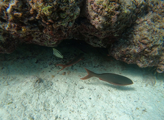 Cephalopholis colonus