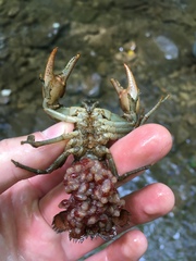 Cambarus carinirostris