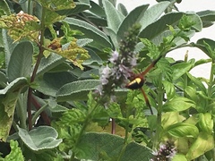 Rhynchium oculatum