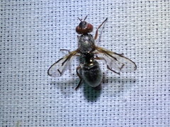 Senopterina caerulescens